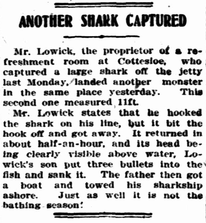Lowick and shark article